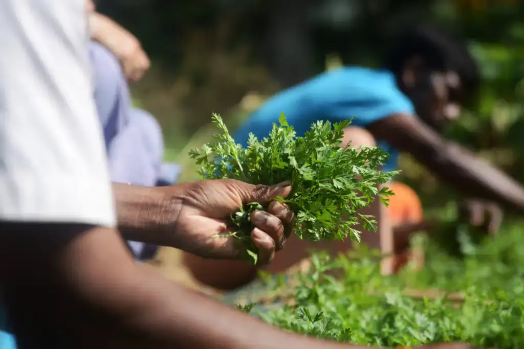 Organic Sri Lankan Village Food 6